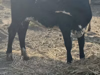 गाय, Swiss cattle — फ़ोटो 7