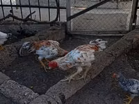 Chickens — 4 зураг