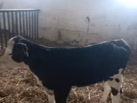بقرة, Simmental cattle — الصورة 2