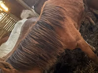 母马, Kustanai horse — 照片 1