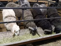 Ram, Sheep — photo 3