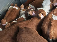 Bulle, Simmental cattle — Foto 1