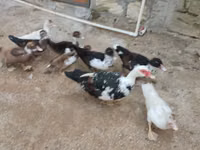 Ducks — Foto 1