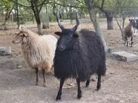 Хонь, Racka sheep — 3 зураг