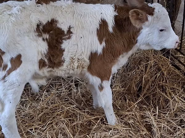 ثور, Simmental cattle