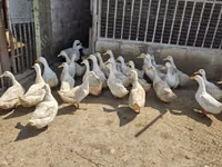Ducks — الصورة 2