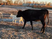 母牛, Cattle — 照片 1