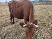 母牛, Cattle — 照片 1