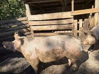 मादा सूअर, सूअर — फ़ोटो 3