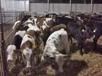Cattle (batch, sex not specified), Russian Black pied cattle — photo 2