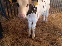ثور, Russian Black pied cattle — الصورة 3