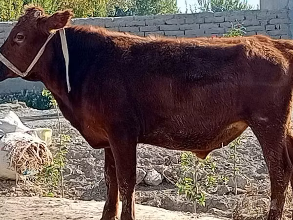公牛, Cattle