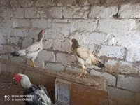 Chickens — 3 зураг