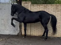 Hengst, Karachay horse — Foto 1