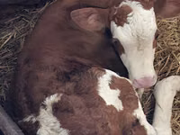 بقرة, Charolais cattle — الصورة 7