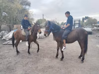 घोड़ा, Thoroughbred horse — फ़ोटो 7