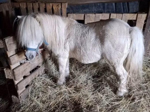 Horse (M), Horses