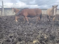 घोड़ी, Arabian horse — फ़ोटो 2