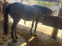 Mare, Horses — photo 3
