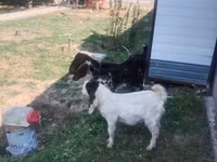 Cabra, Nubian Goat — foto 1