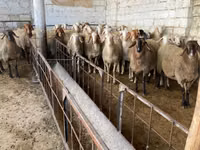 Oveja, Awassi sheep — foto 2