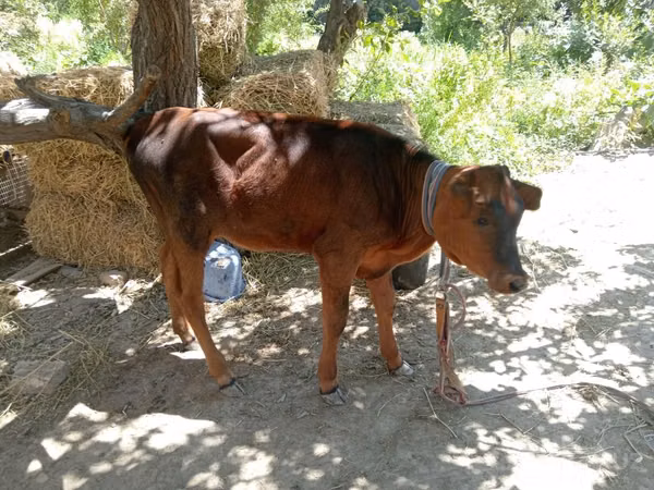 Cow, Cattle