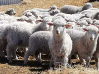 Ram, Sheep — photo 1