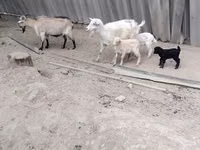 Ямаа, Ямаа — 1 зураг