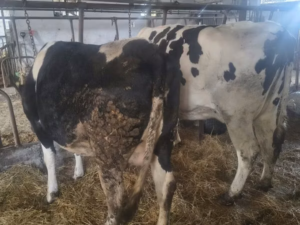 母牛, Russian Black pied cattle