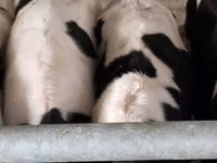 Bulle, Russian Black pied cattle — Foto 6