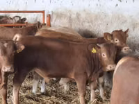 Бух, Simmental cattle — 2 зураг
