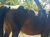 Азаргагүй морь, Kyrgyz Horse — 2 зураг