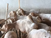 भेड़, Arashan sheep — फ़ोटो 2