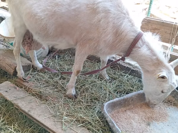 Ямаа, Saanen goat