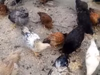 Chickens — photo 1