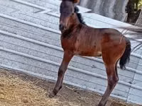 母马, Horses — 照片 2