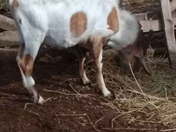 Billy Goat, Nubian Goat