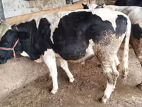Bulle, Russian Black pied cattle — Foto 5