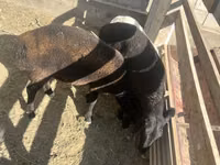Sheep (batch, sex not specified), Sheep — photo 1