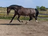 Адуу, Dutch warmblood horse — 1 зураг