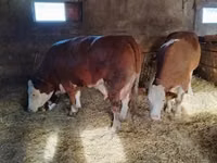Bulle, Limousin-Kuh — Foto 5