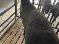 Ram, Jaidara sheep — photo 2