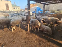 Schaf, Schafe — Foto 2
