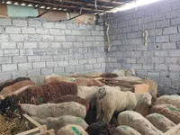 母羊, Beulah Speckled face sheep — 照片 6