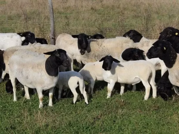 Хонь, Dorper sheep
