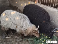 Oveja, Racka sheep — foto 1