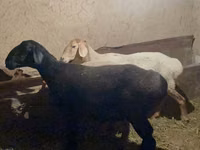 Schaf, Arashan sheep — Foto 5