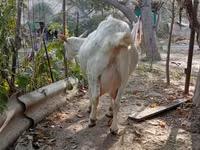 母山羊, Saanen goat — 照片 2