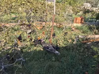 Chickens — photo 4