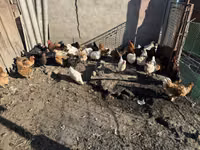 Chickens — फ़ोटो 1